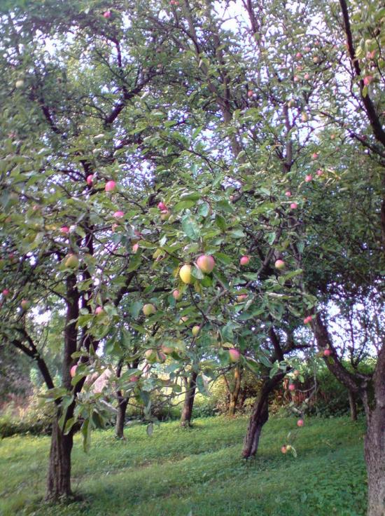 Конів з panoramio.com - Конев