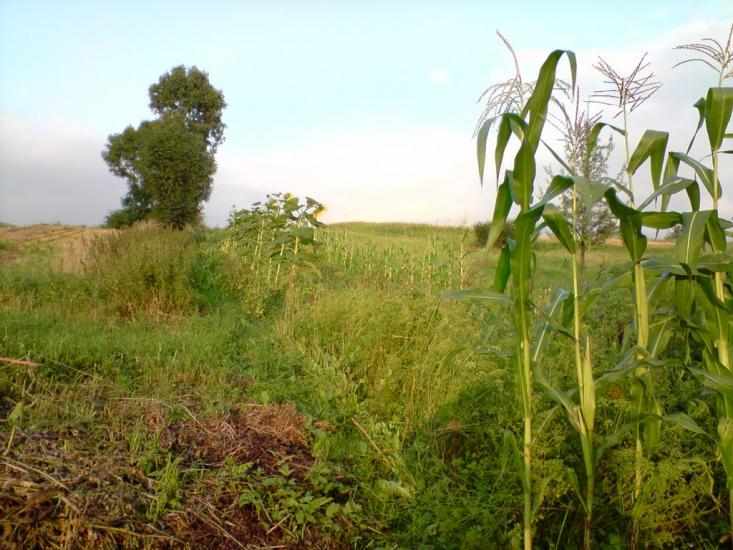 Конів з panoramio.com - Конев