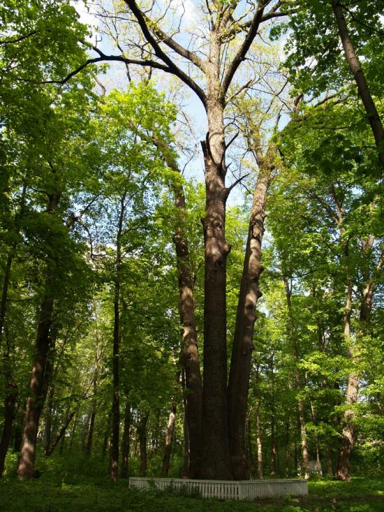 Хомутець з panoramio.com - Khomutets