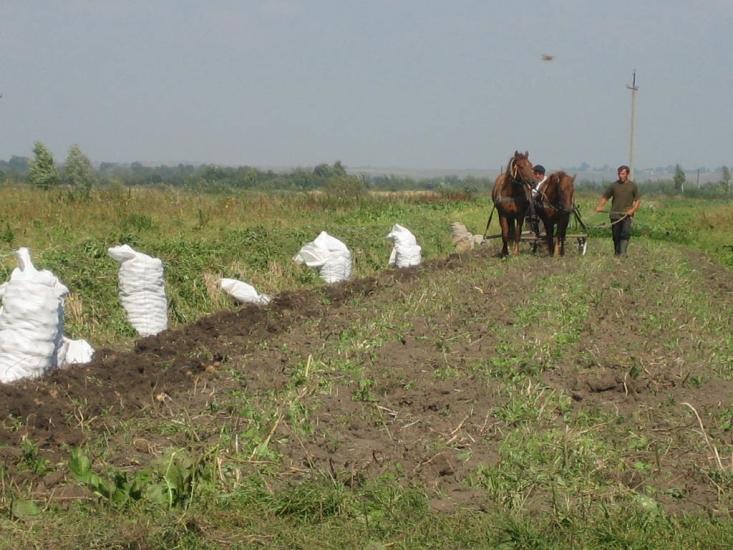 Пиняни з panoramio.com - Пиняни