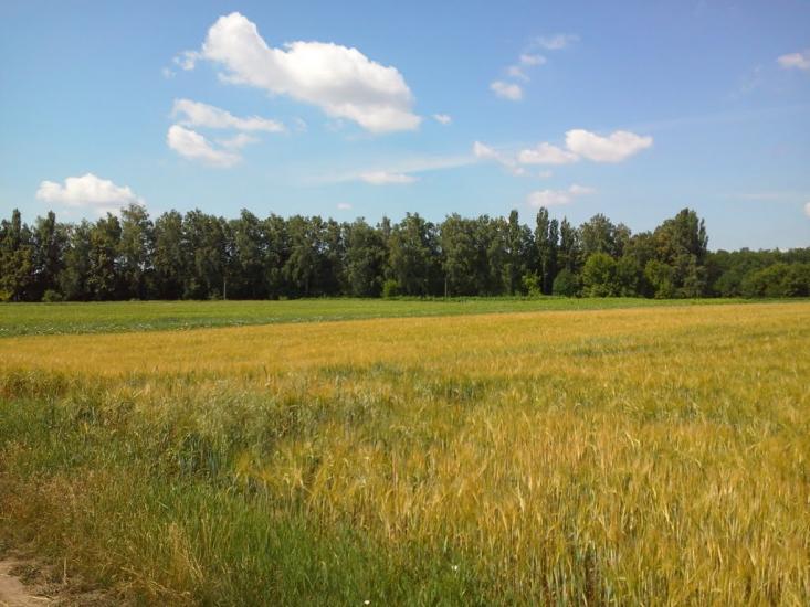 Шевченкове з panoramio.com - Шевченково