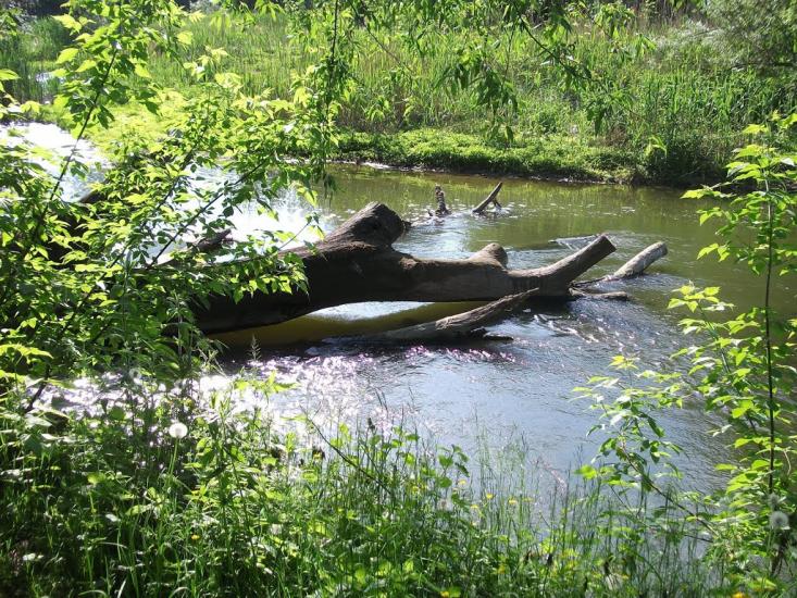 Флорине з panoramio.com - Флорине