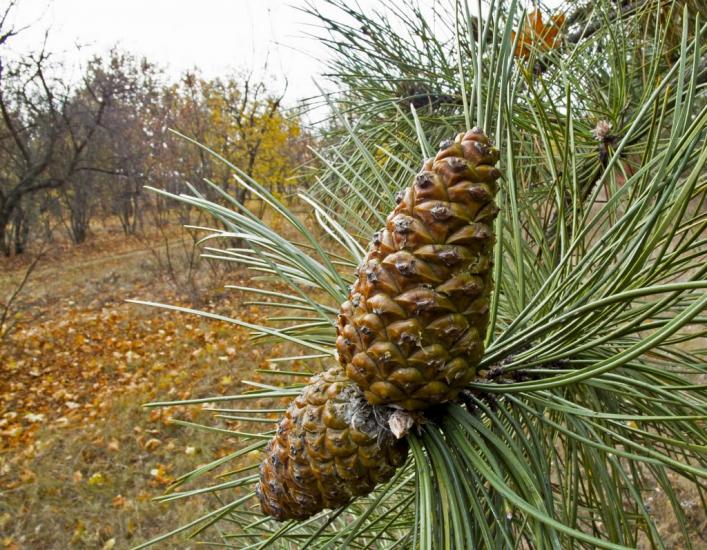 Суворовка з panoramio.com - Суворовка