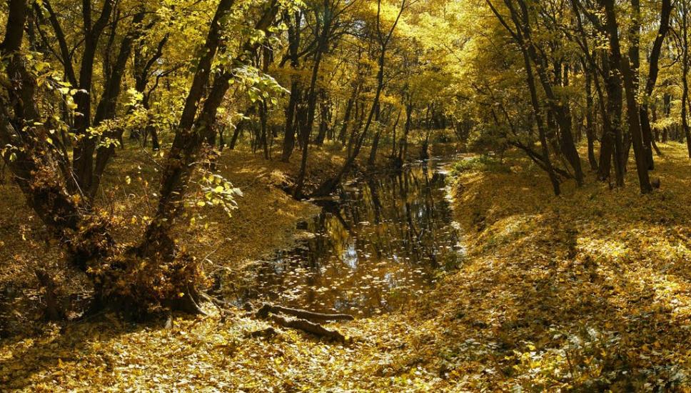 Черемшине з panoramio.com - Черемшино