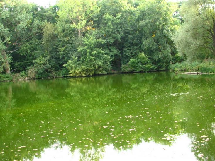 Сковородинівка з panoramio.com - Сковородинівка
