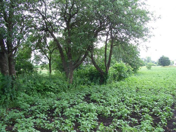 Алтинівка з panoramio.com - Алтинівка