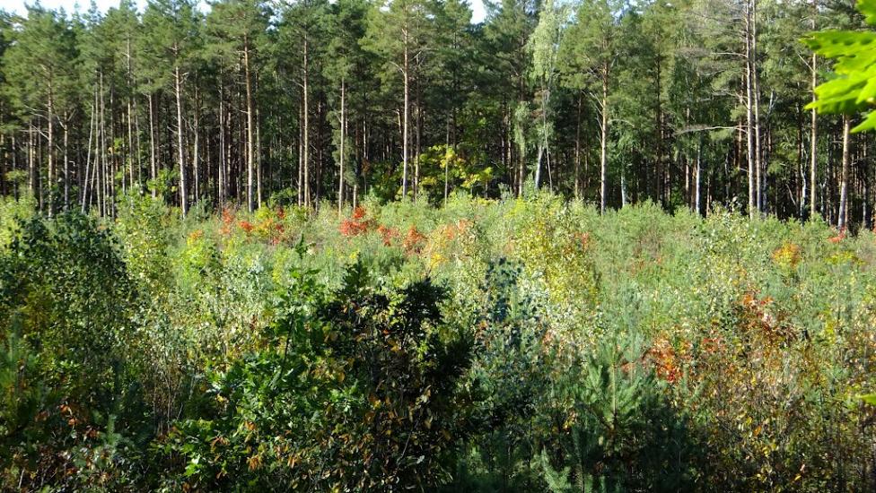 Нова Мощаниця з panoramio.com - Новая Мощаница
