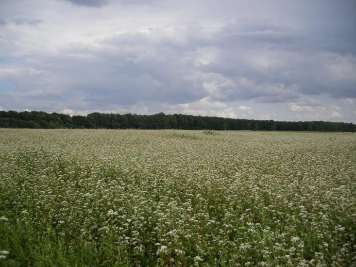 Борщівка з panoramio.com - Borschivka