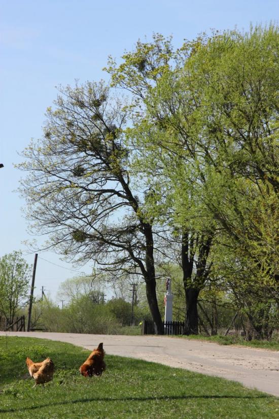 Бужок з panoramio.com - Бужок