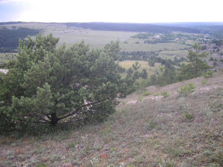 Крива Лука з panoramio.com - Крива Лука