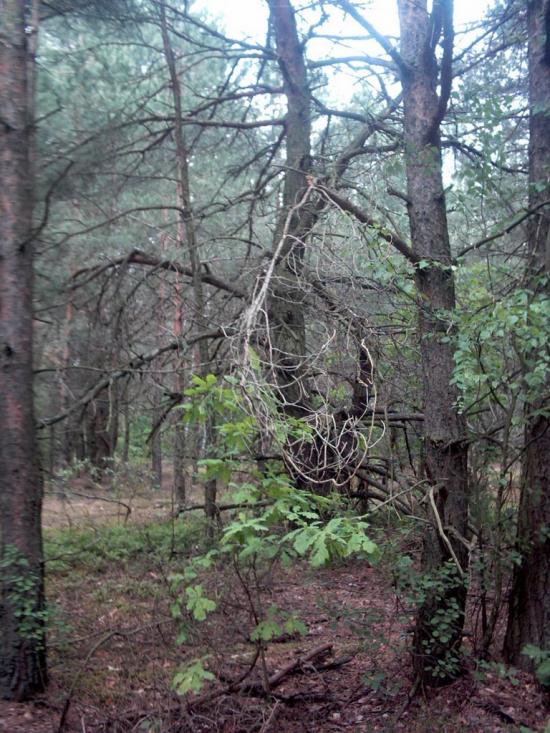 Коцюри з panoramio.com - Коцюри