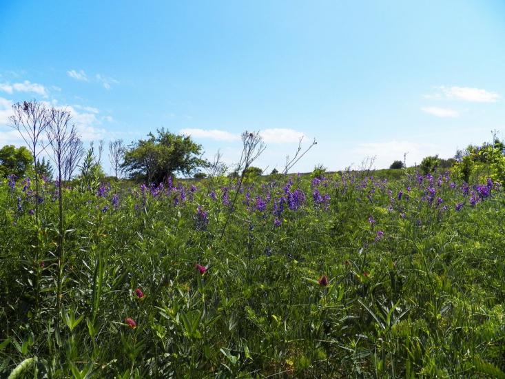 Данилове з panoramio.com - Danylove