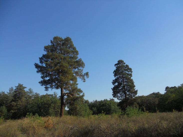 Черкаське з panoramio.com - Черкаське