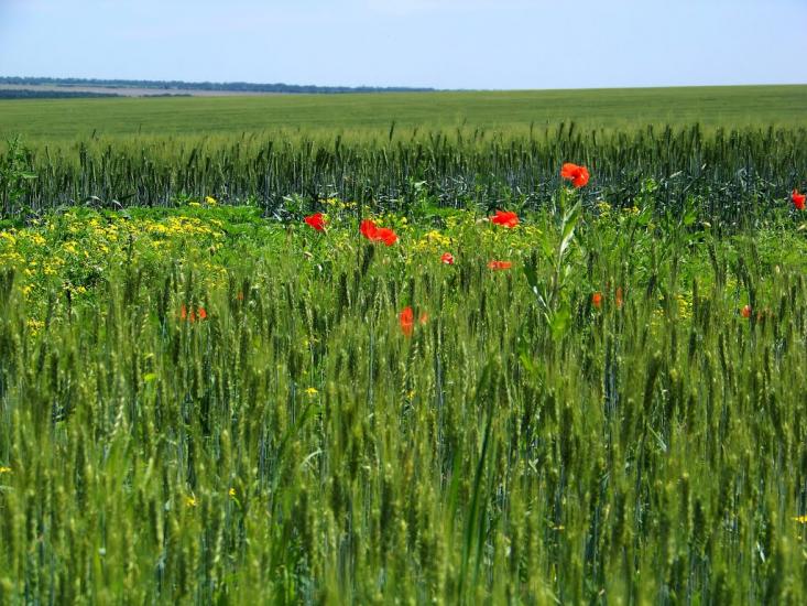 Валове з panoramio.com - Софіївка