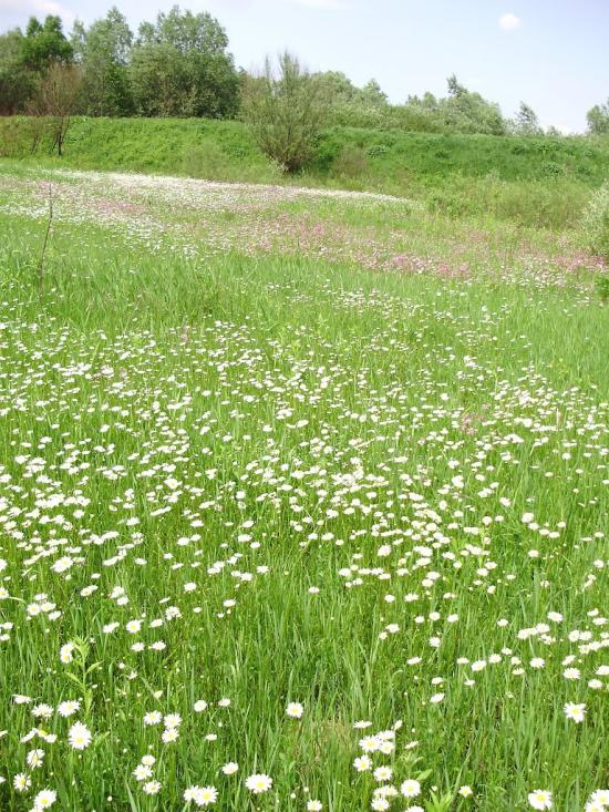 Колодруби з panoramio.com - Колодруби