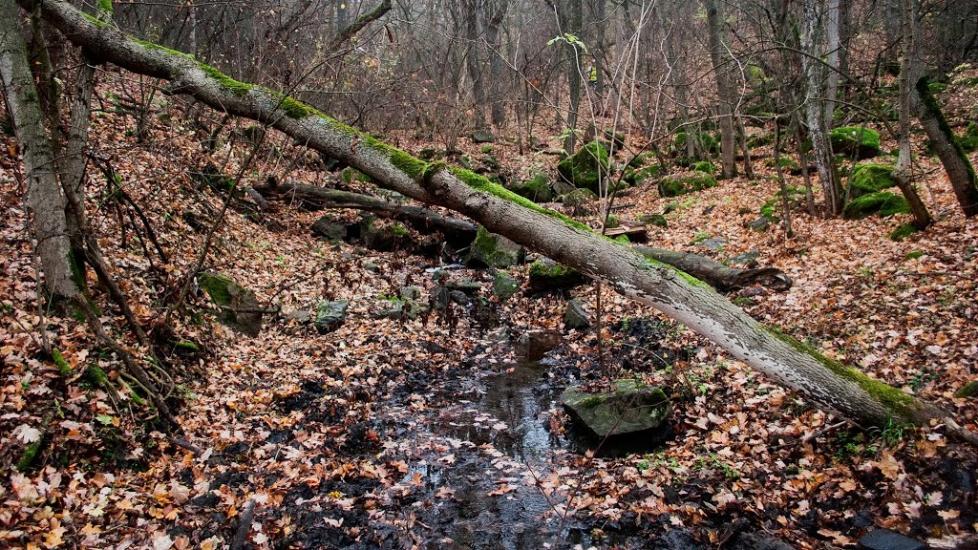 Куріпчине з panoramio.com - Kuripchyne