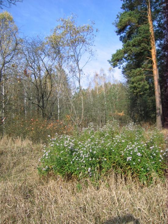 Пиротчине з panoramio.com - Пиротчине