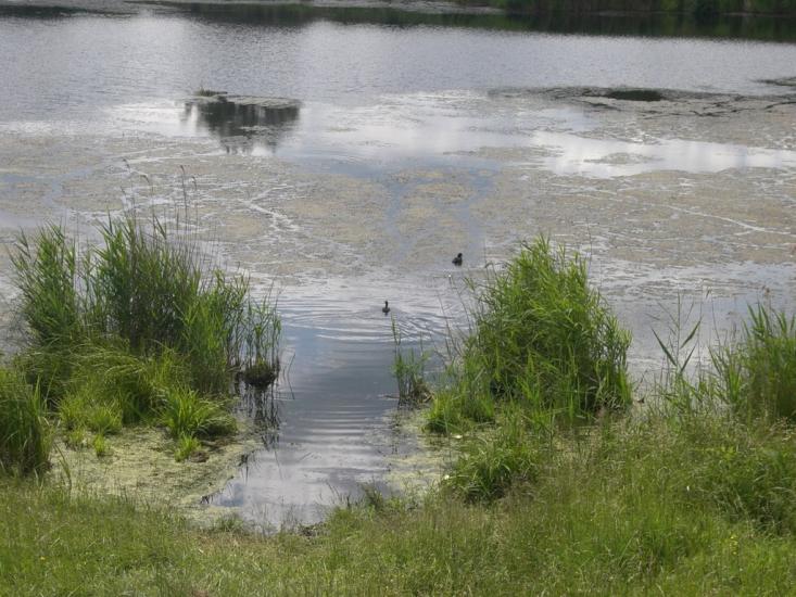 Ходосівка з panoramio.com - Ходосовка