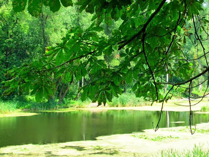 Млинів з panoramio.com - Mlyniv