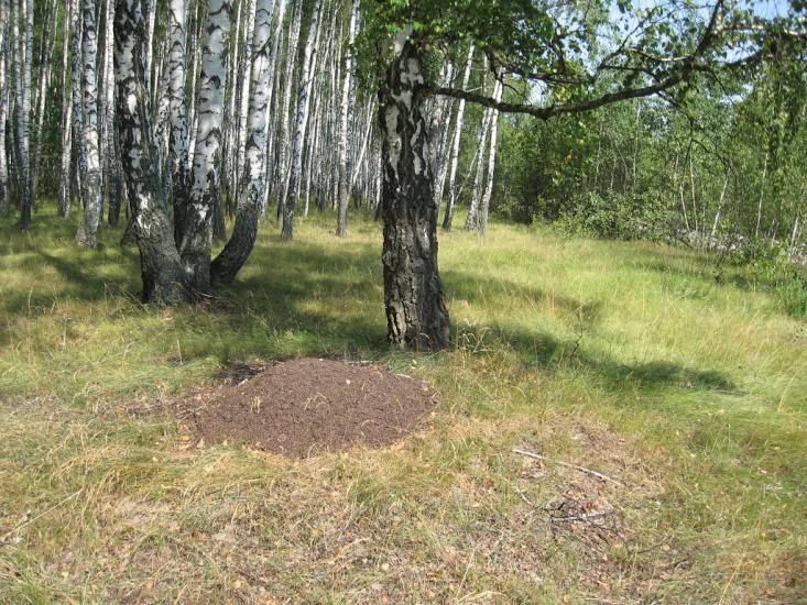 Рудня-Гацьківка з panoramio.com - Рудня-Гацьківка