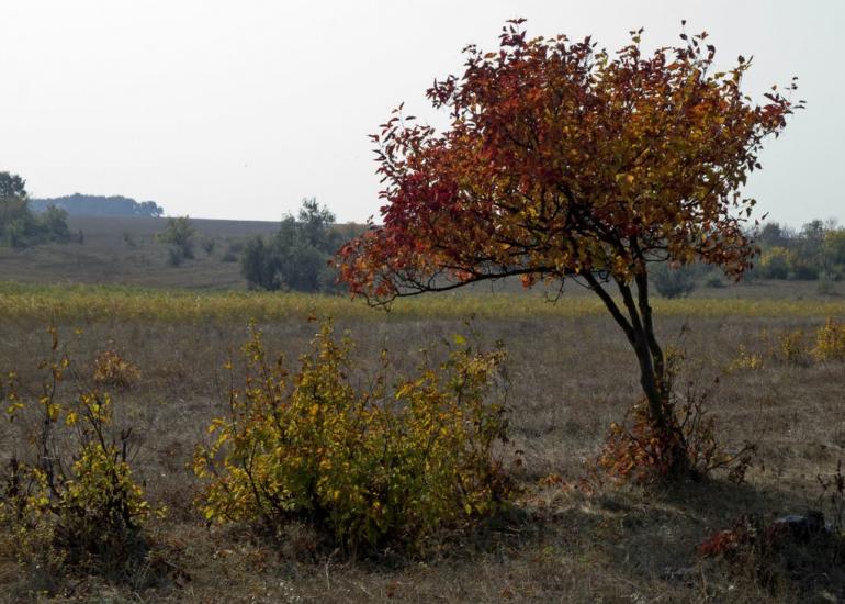 Суворовка з panoramio.com - Суворовка