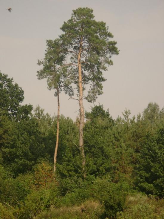 Заострів з panoramio.com - Заостров