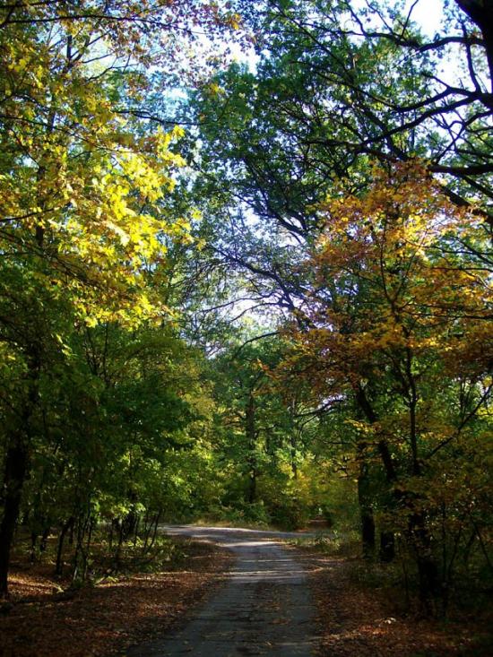 Кочеток з panoramio.com - Кочеток