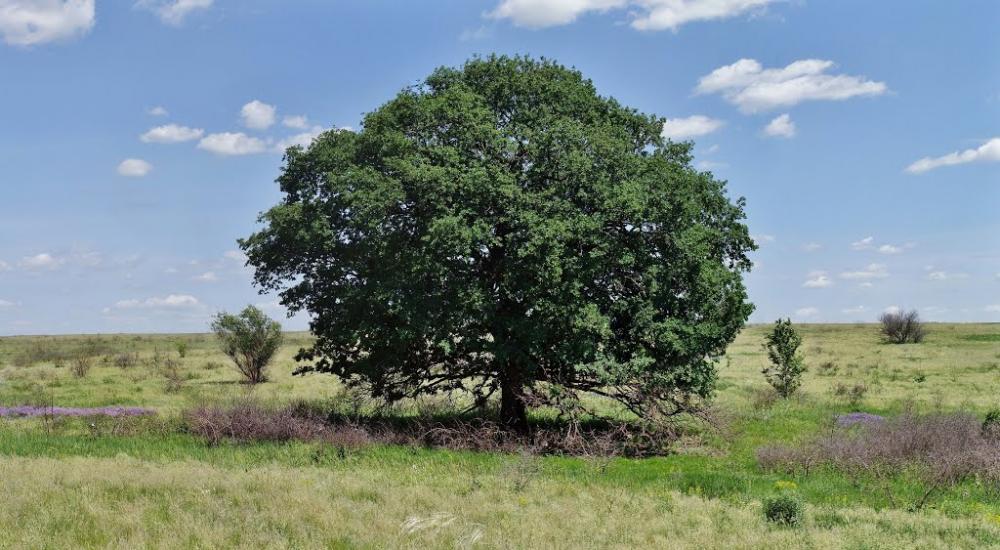 Русько-Орлівка з panoramio.com - Русско-Орловка