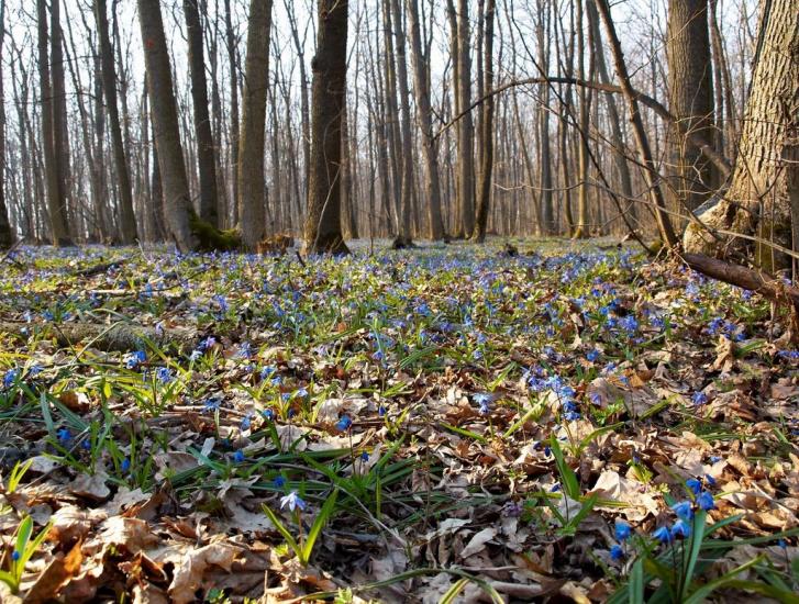 Високий з panoramio.com - Високий