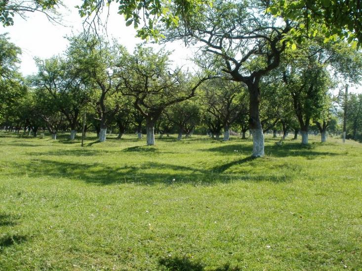 Дубівці з panoramio.com - Дубовцы
