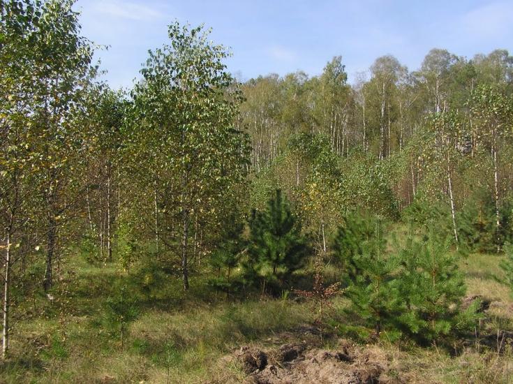 Струмок з panoramio.com - Струмок