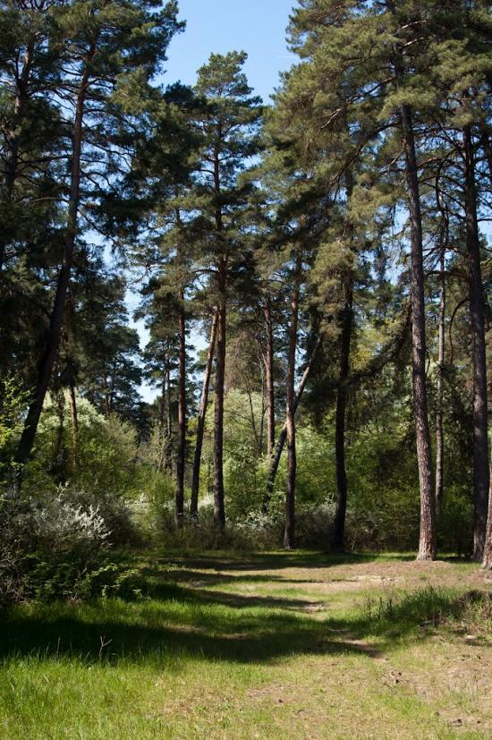 Козлин з panoramio.com - Козлин