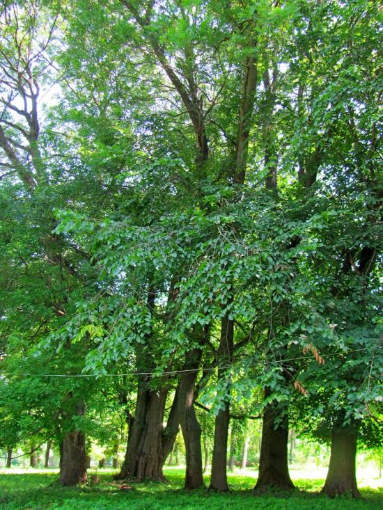 Млинів з panoramio.com - Mlyniv