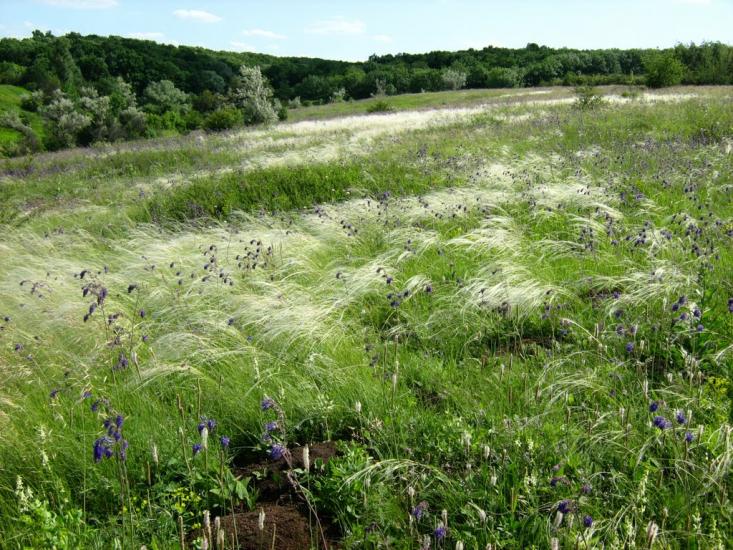 Крива Лука з panoramio.com - Крива Лука