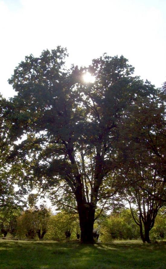 Думени з panoramio.com - Думени