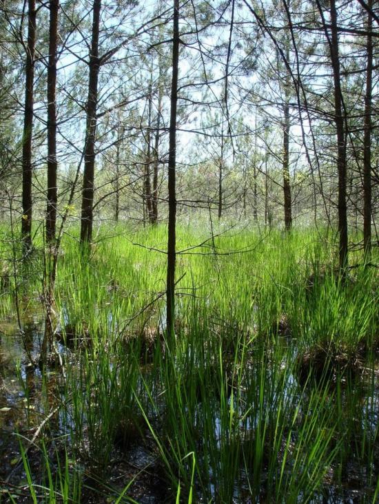 Хрипськ з panoramio.com - Khrypsk