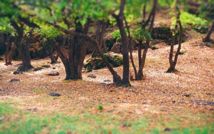 Куріпчине з panoramio.com - Kuripchyne