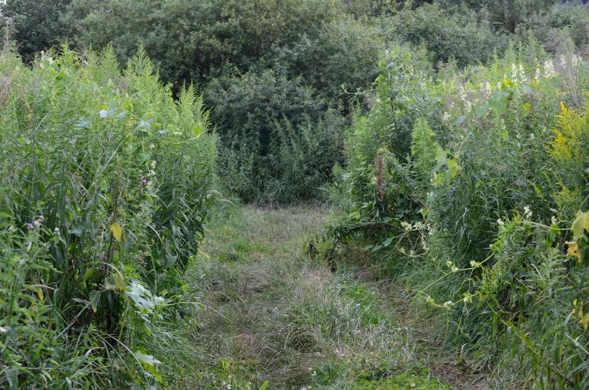 Біла з panoramio.com - Белая