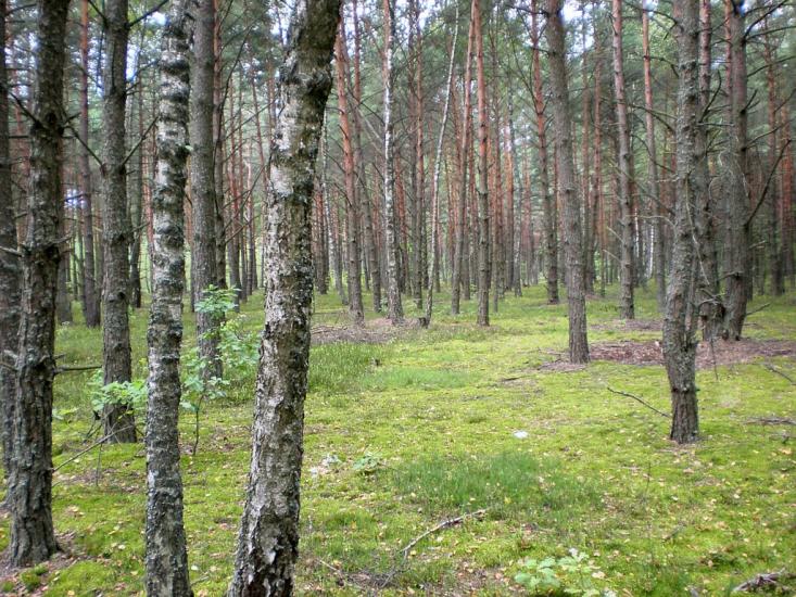 Облапи з panoramio.com - Oblapy