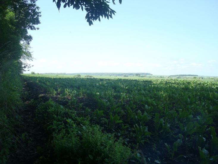 Малашівці з panoramio.com - Малашівці