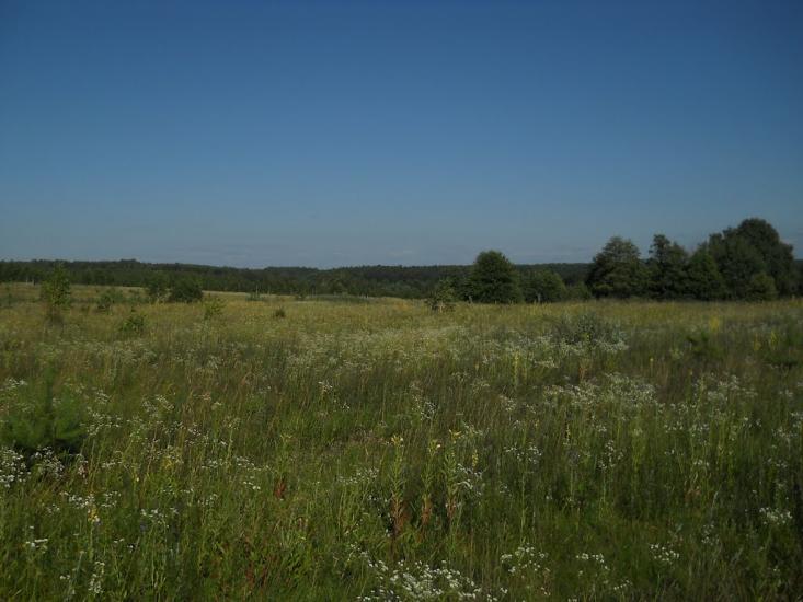 Струмок з panoramio.com - Струмок