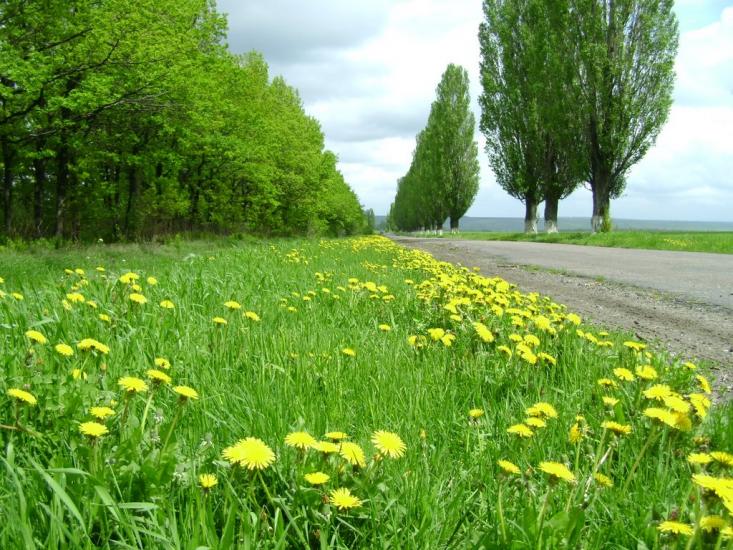 Ашуркове з panoramio.com - Ашуркове