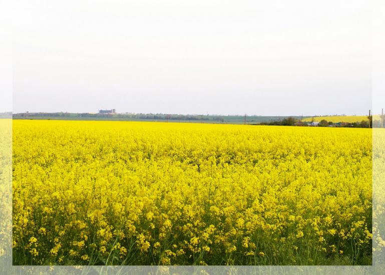 Грибівка з panoramio.com - Грибовка