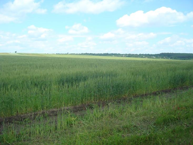 Стуфчинці з panoramio.com - Стуфчинцы