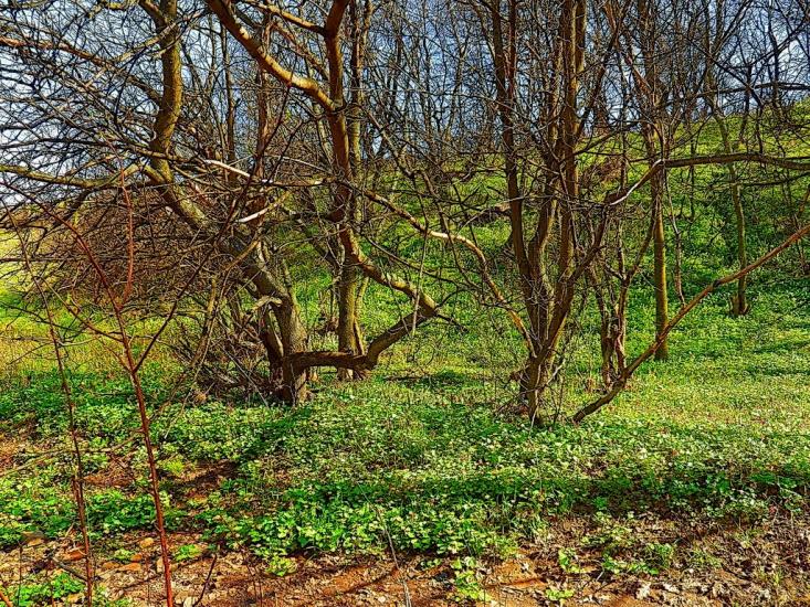 Юнокомунарівськ з panoramio.com - Юнокомунаровск