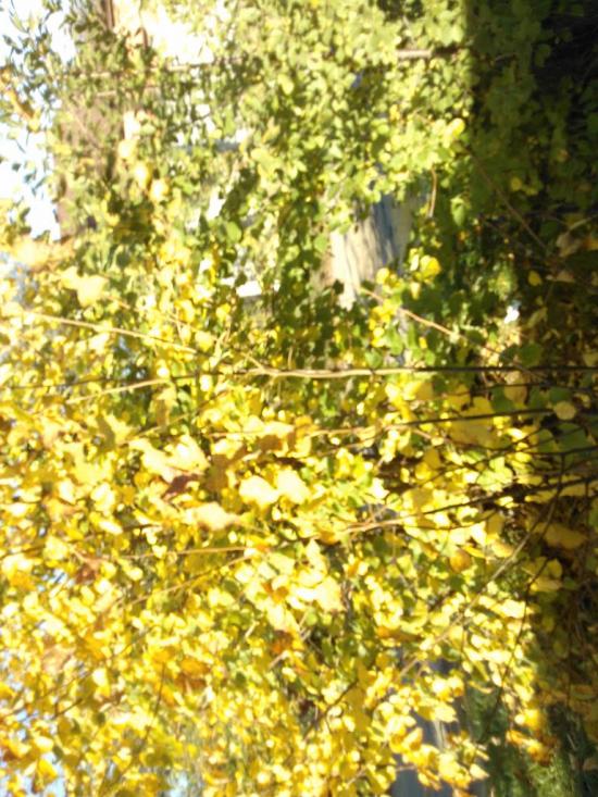 Покотилівка з panoramio.com - Покотилівка
