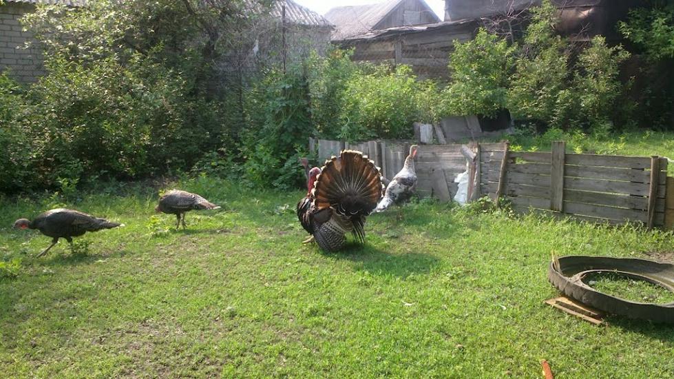 Братолюбівка з panoramio.com - Братолюбівка