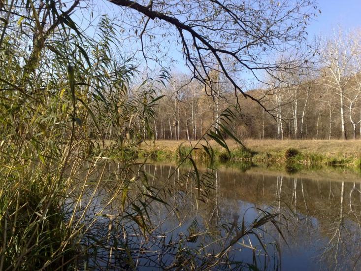 Кочеток з panoramio.com - Kochetok