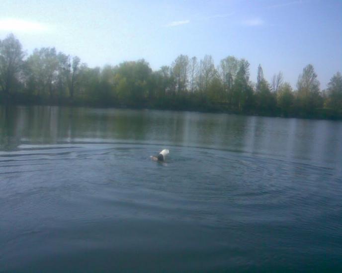Бушеве з panoramio.com - Busheve
