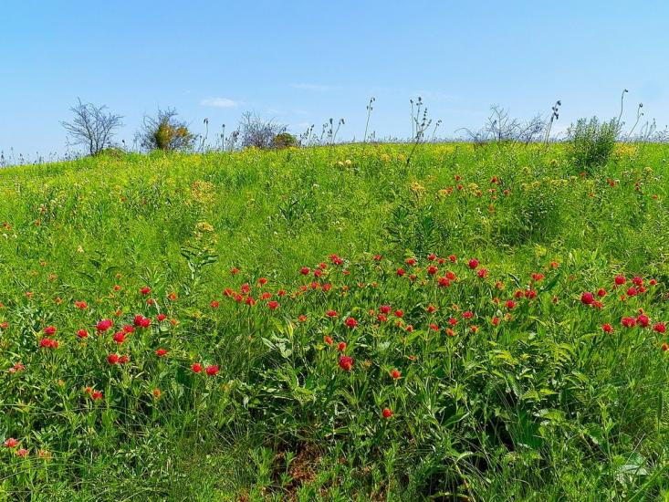 Данилове з panoramio.com - Danylove